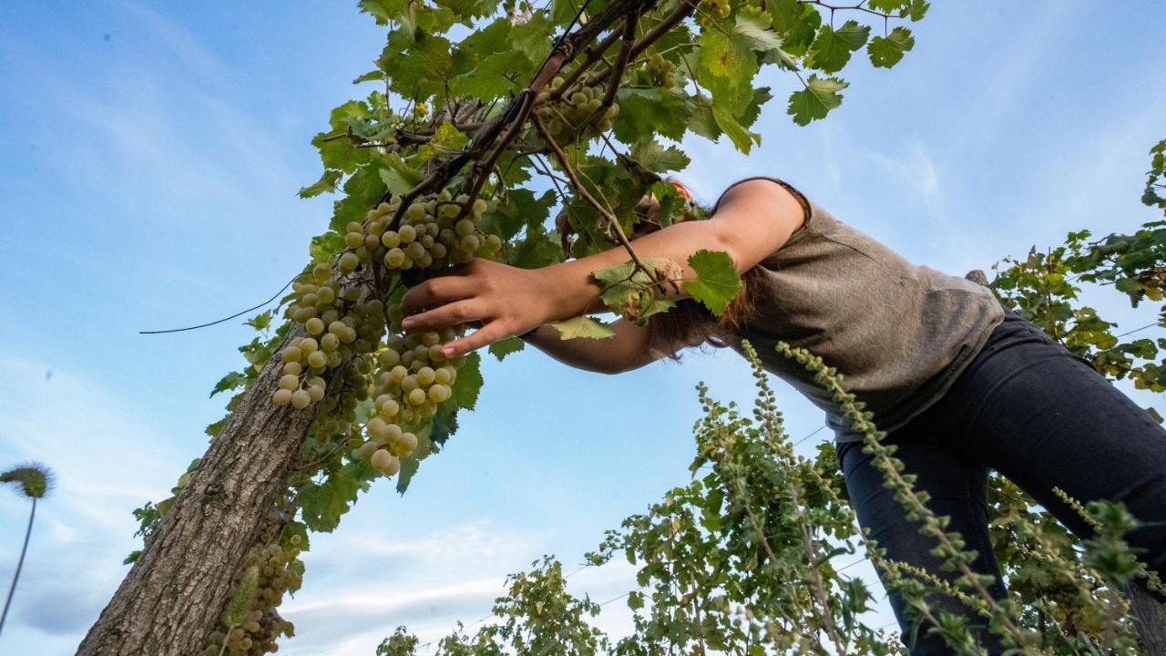Chateau Mosmieri Hotel & Winery تأيلافي المظهر الخارجي الصورة